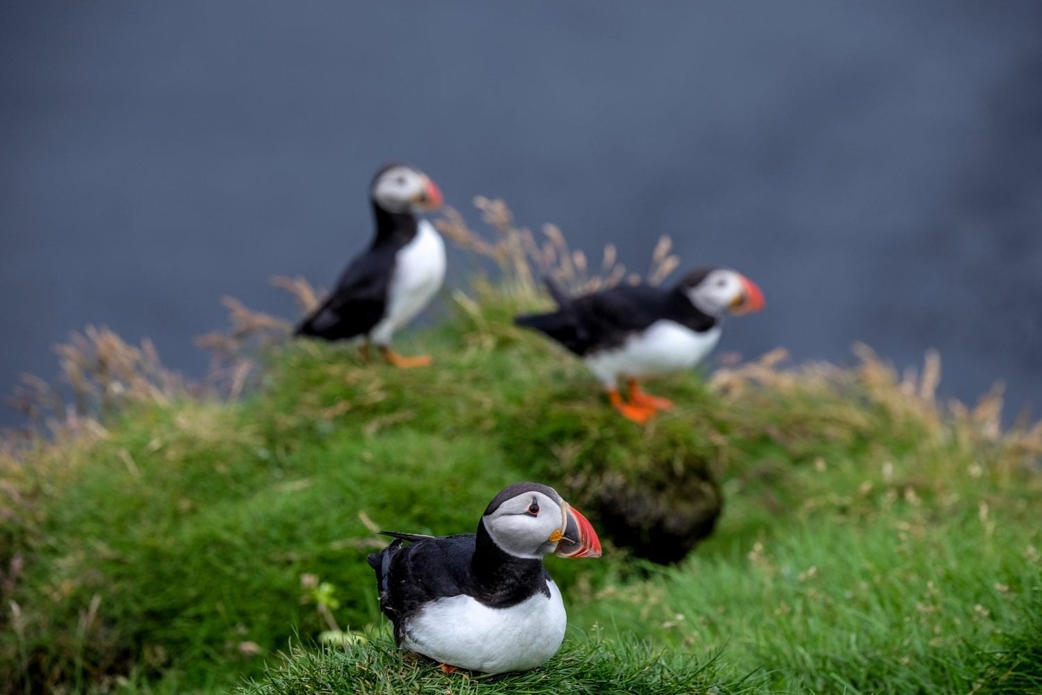 Ingólfshöfði Puffin Tour