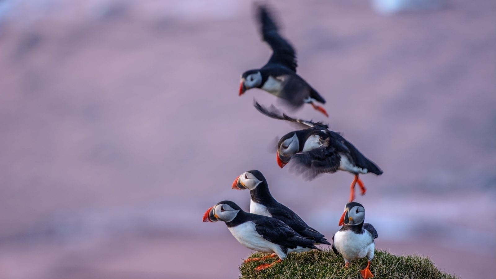 Ingólfshöfði Puffin Photo Tour
