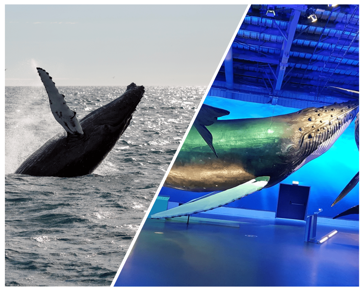Whale Watching Excursion from Reykjavik & Whales of Iceland Exhibition: Explore the Sea’s Giants