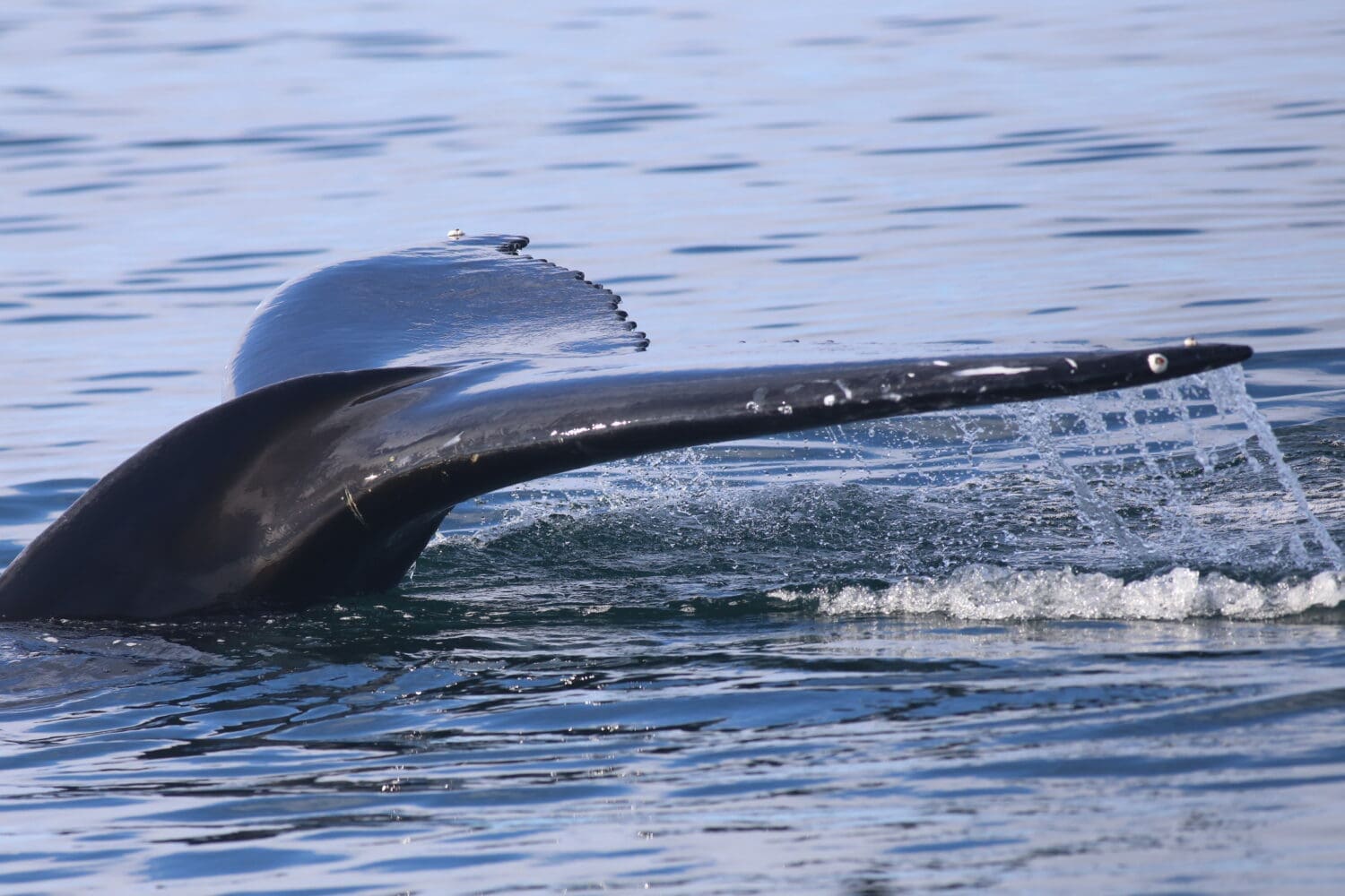 9pm Whale Watching Cruise in the Arctic Sun