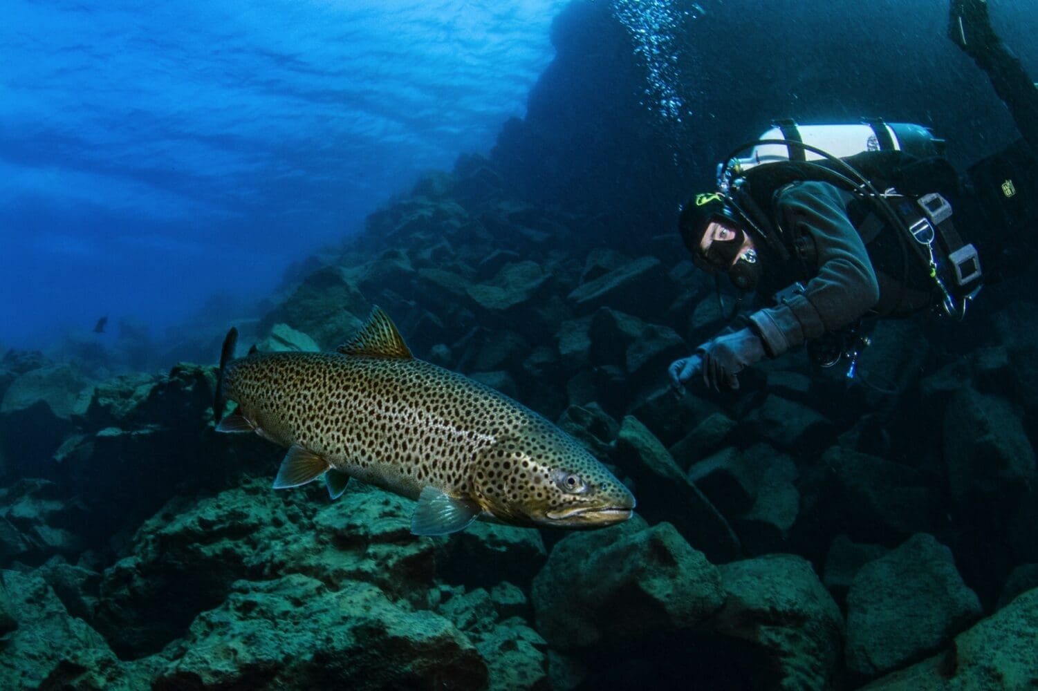 Davíðsgjá Dive Tour