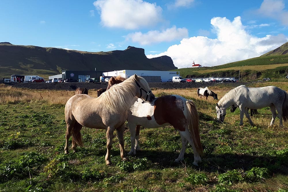 Glacier Hike & Horse Riding in South Iceland