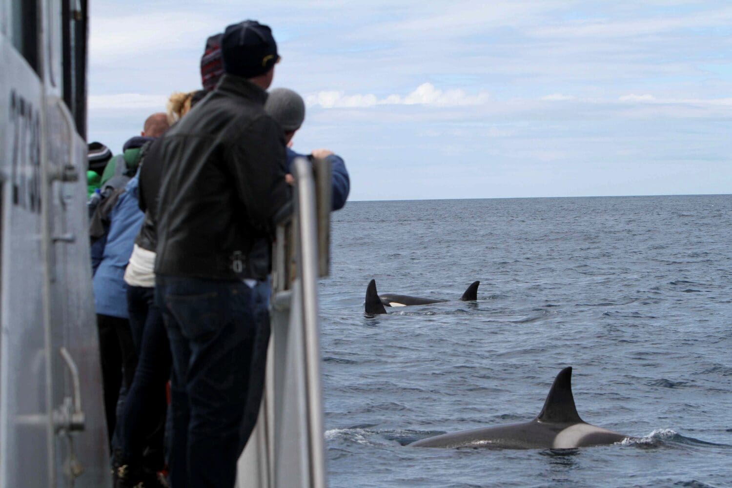 Whale Watching Ólafsvík