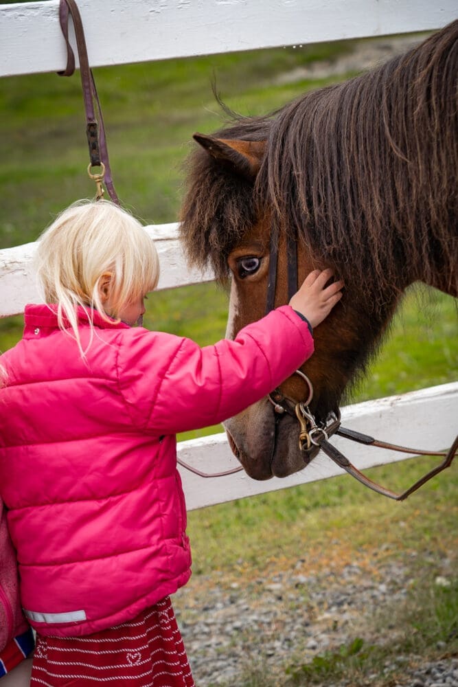 Date the Icelandic Horse