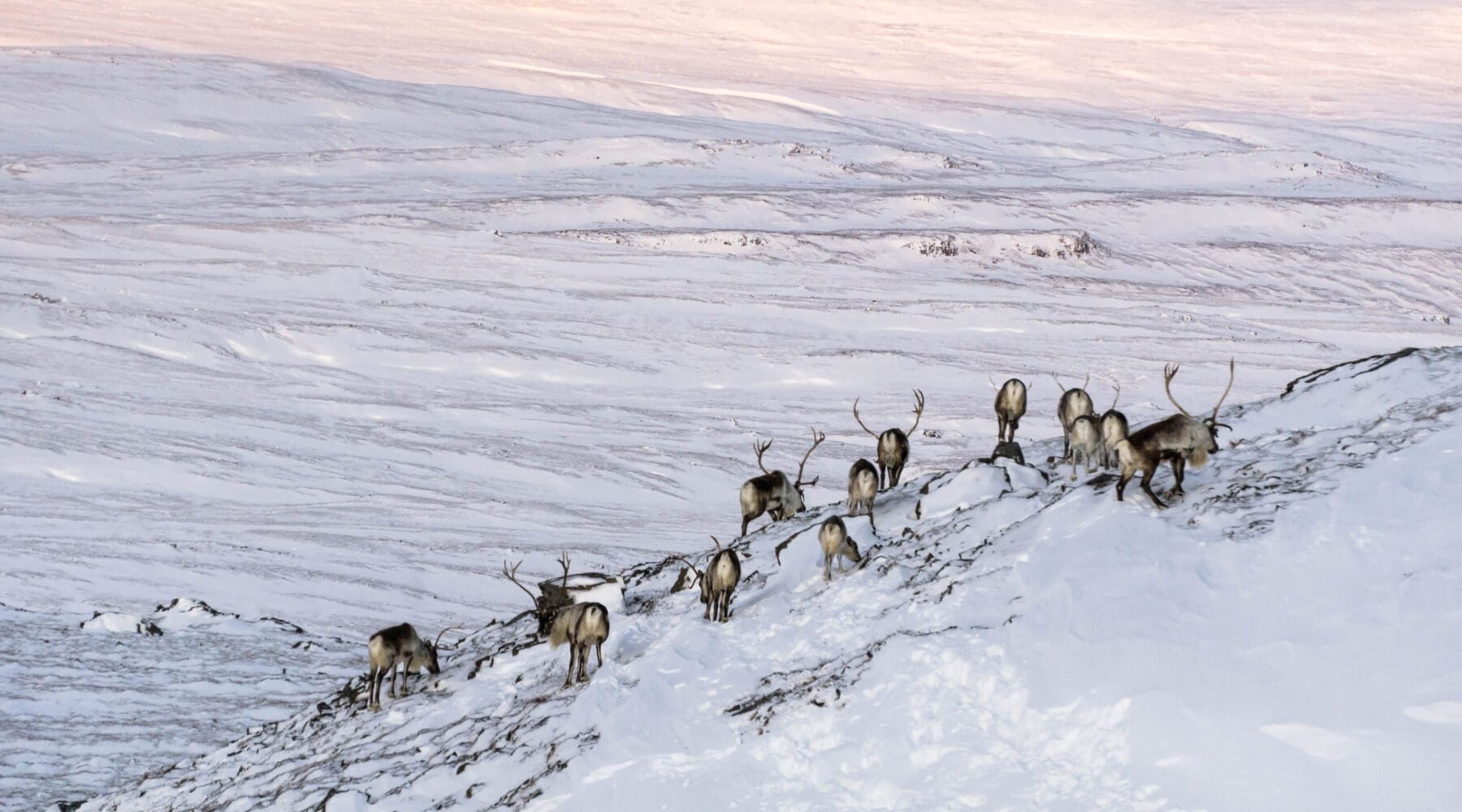 Wild Reindeer Experience