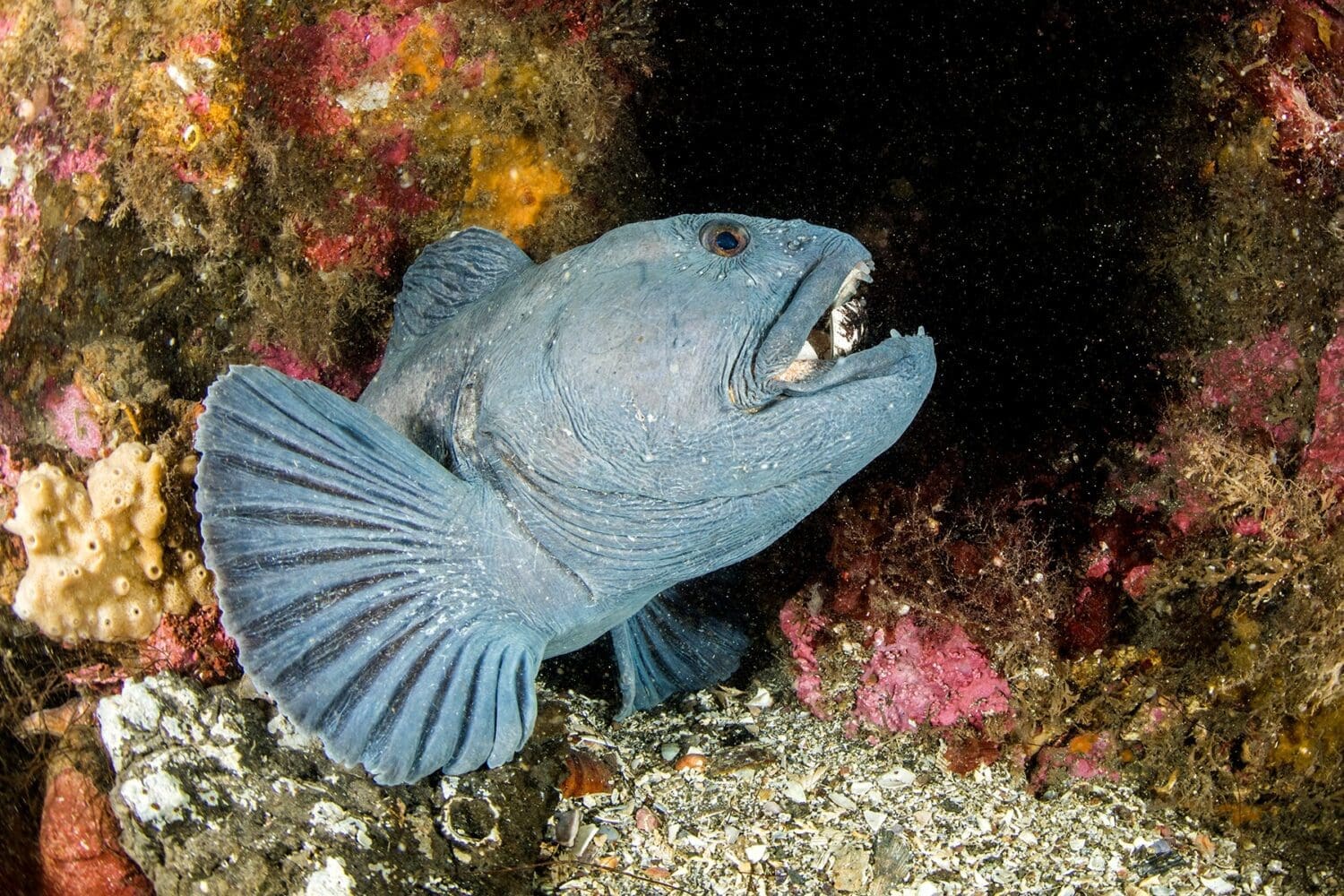 Garður Ocean Diver Tour