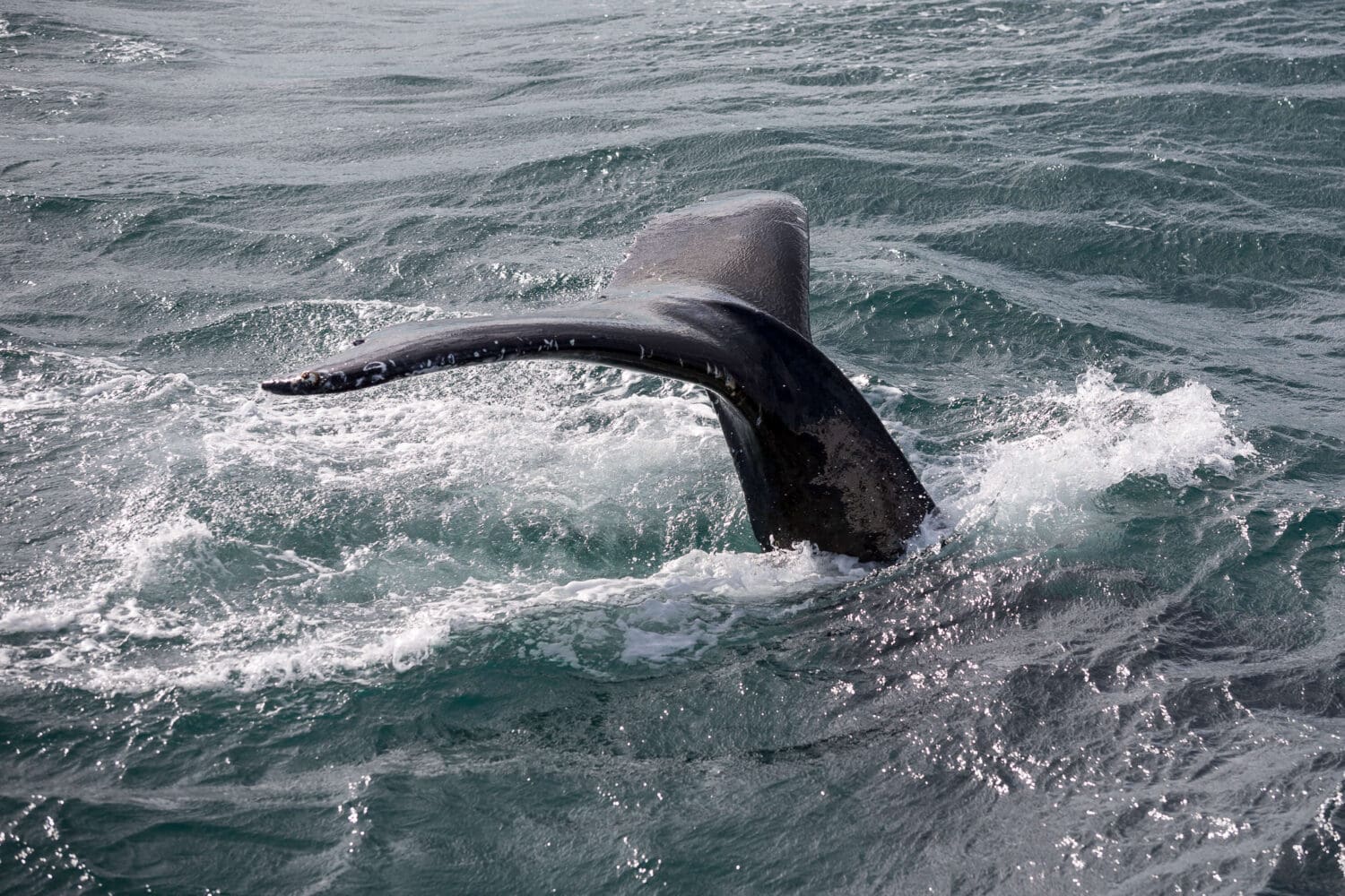 Whale Watching & Hvammsvík Hot Spring: Coastal Excursion and Thermal Retreat