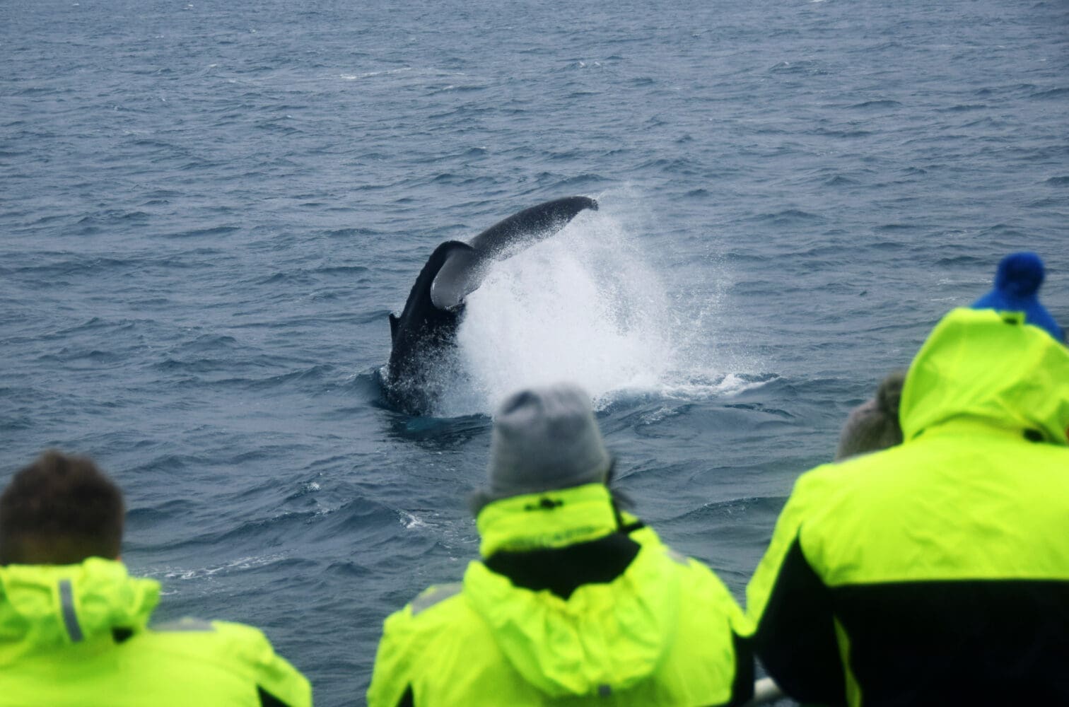 Reykjavik City Walk and Whales