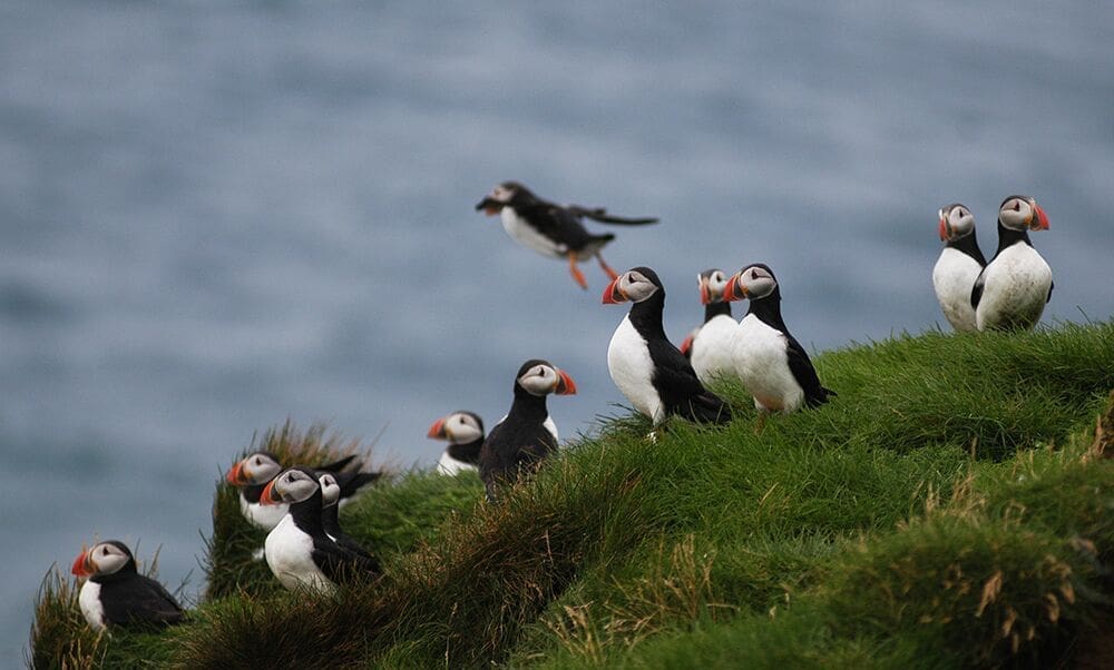 Reykjavík Premium Puffin Watching