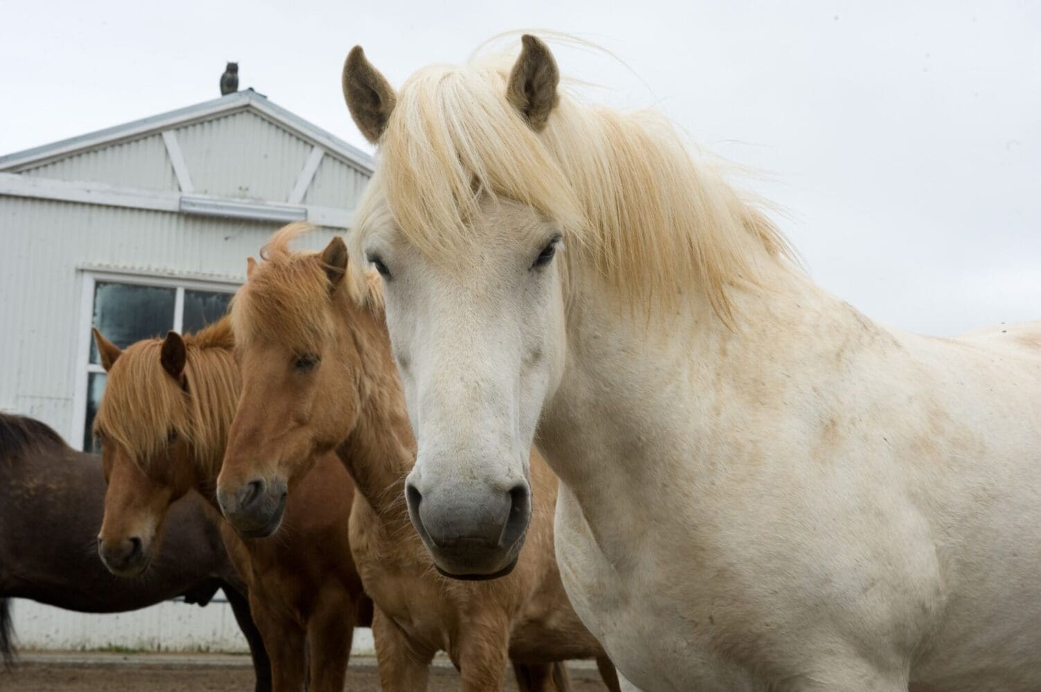 Horse Riding & Snorkeling from Reykjavik