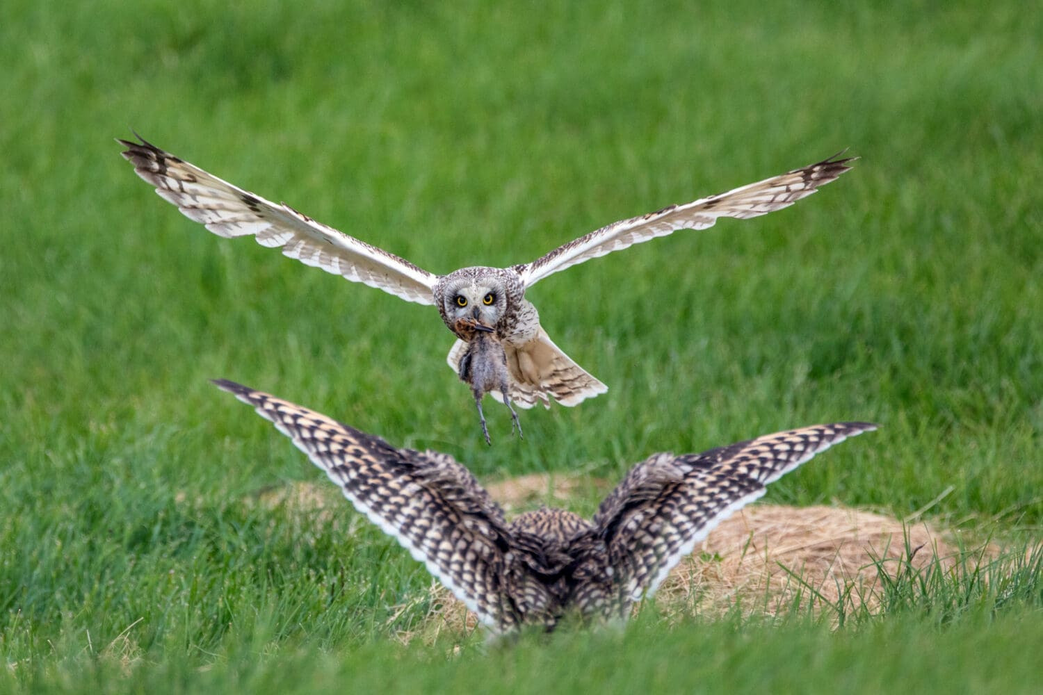 Birding Trail – TN Signature Birdwatching – 5 days