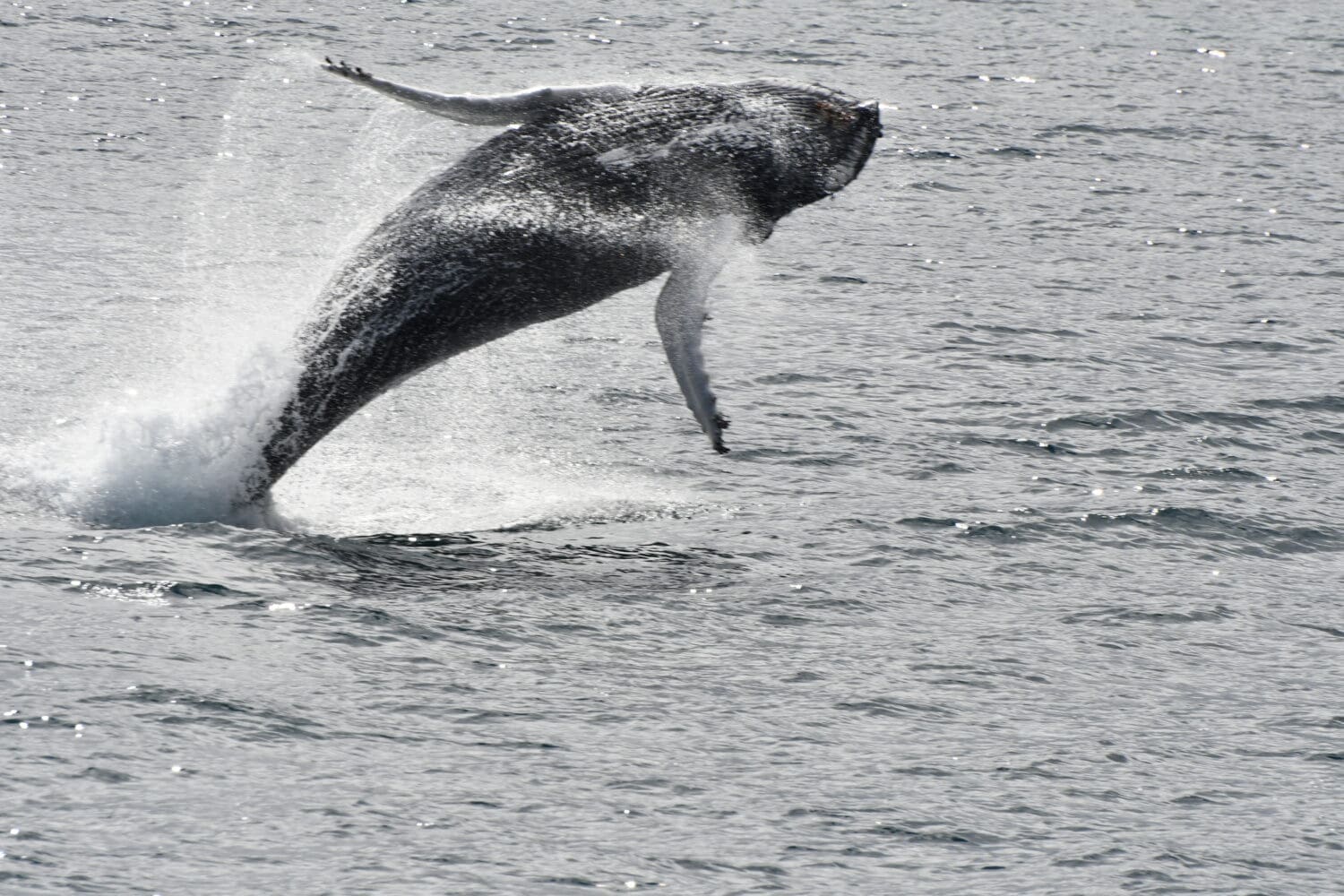 Whale Wonders: Morning Expedition