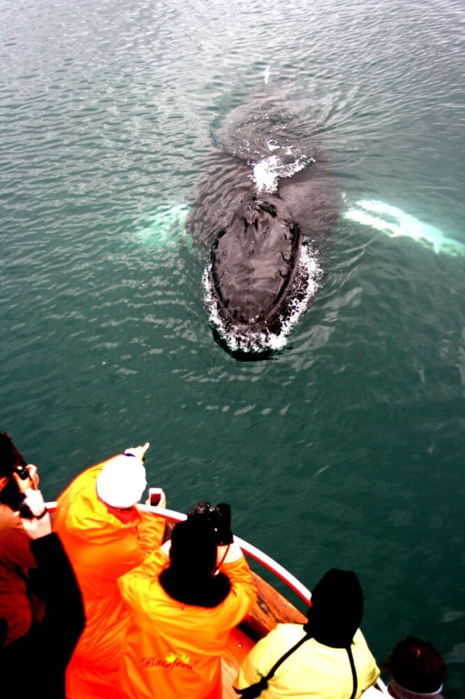 Classic Whale Watching from Dalvík