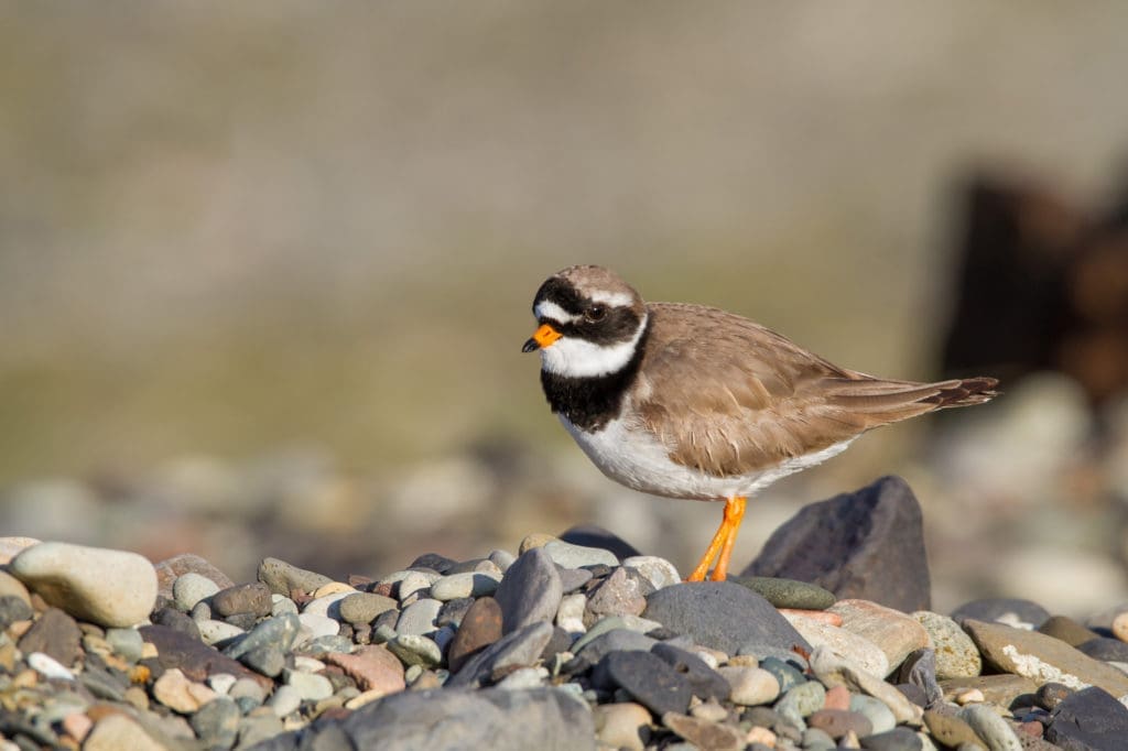 TN Complete Circle Birdwatching – 12 days