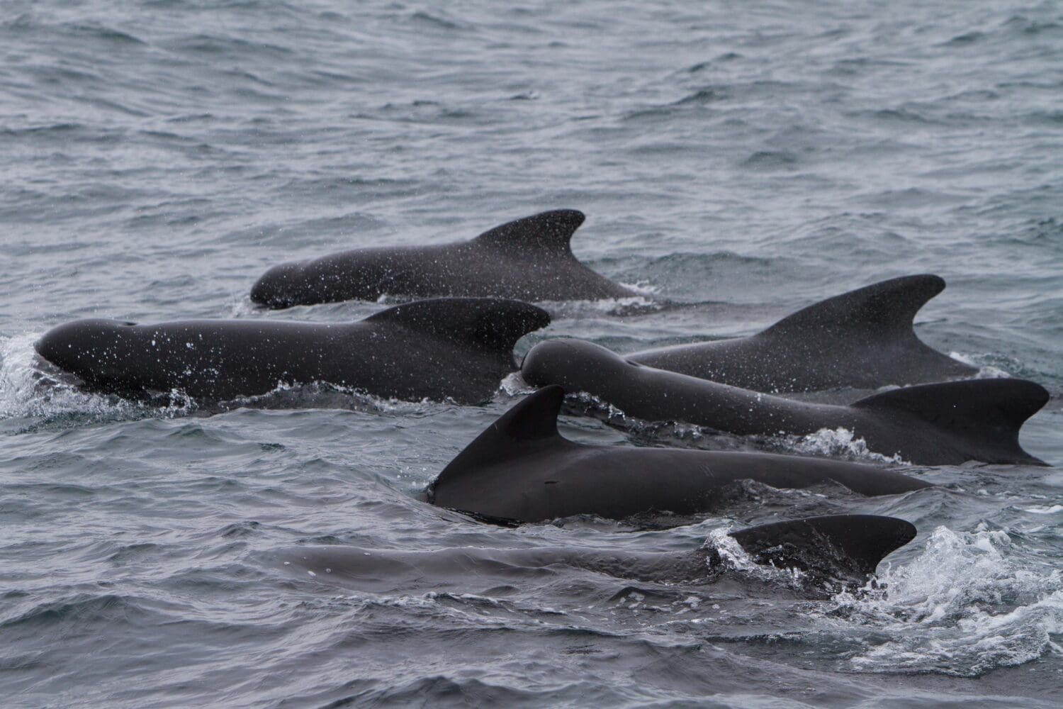 Whale Watching Hólmavík