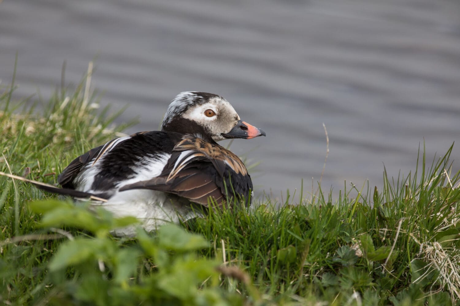 Birdwatching private tour: Tjörnes to Langanes