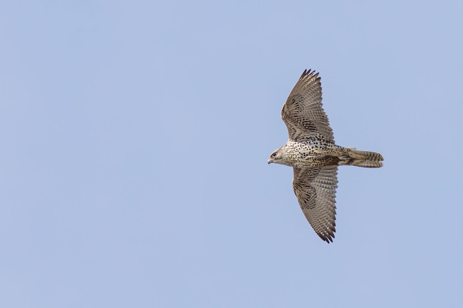 Birdwatching day tour: Lake Mývatn Area