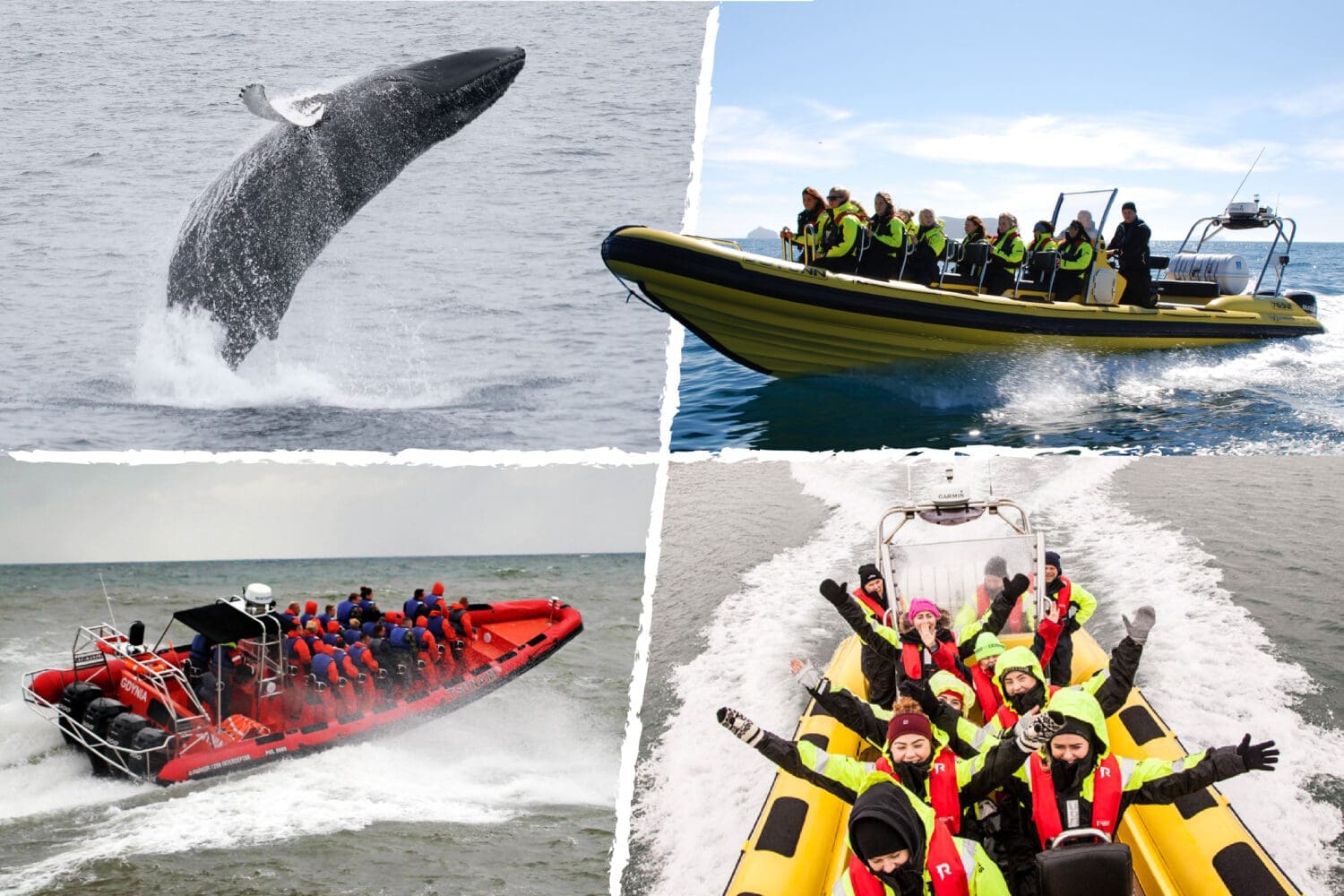 Whale  Watching from Downtown Reykjavik by RIB Speedboat