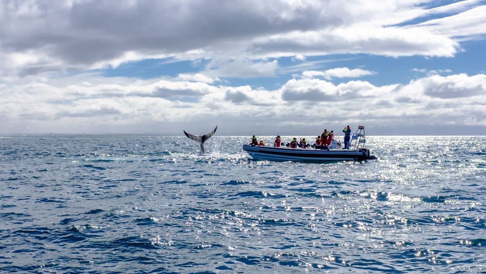 Whales, Puffins & Reykjavík