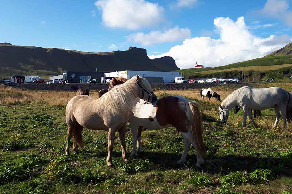 South Coast Waterfalls & Black Beach Horse Riding