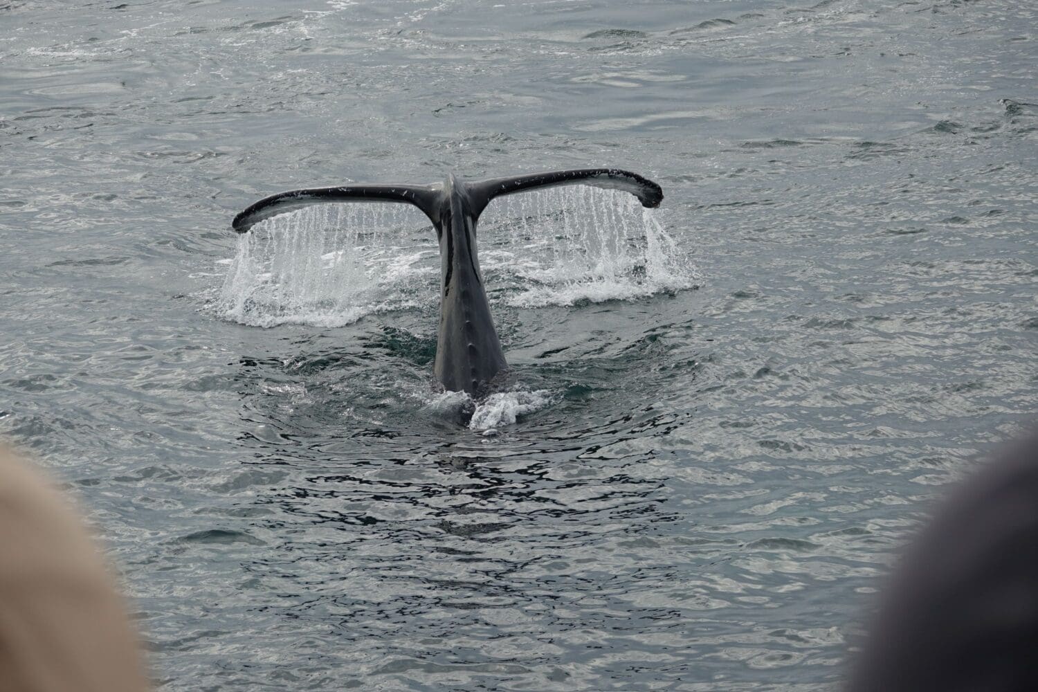 Reykjavík Bay Arctic Rose Whale Watching Excursion
