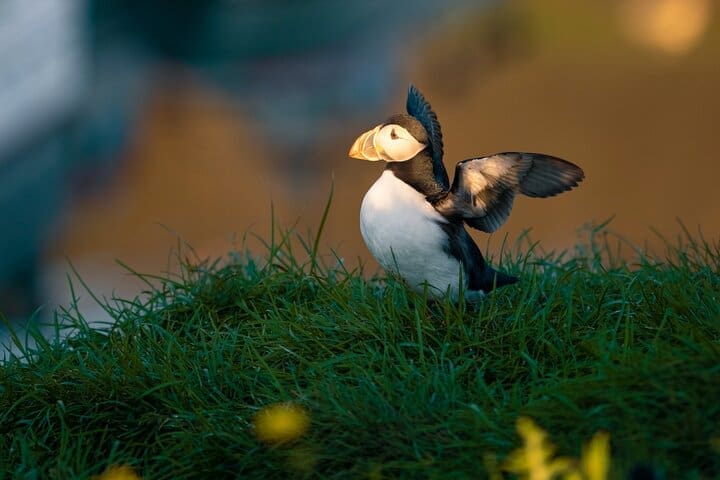 Half-day Private Puffin and Elves Tour in Borgarfjordur Eystri