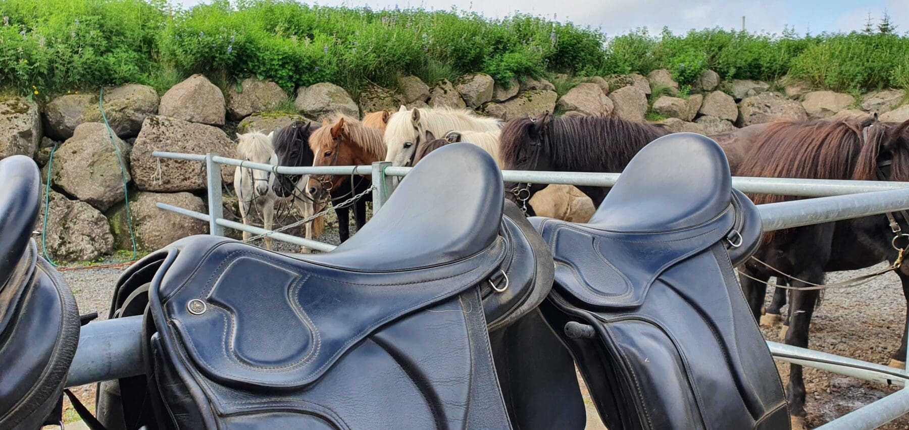 Red Lava Horse Riding Tour – Reykjavik