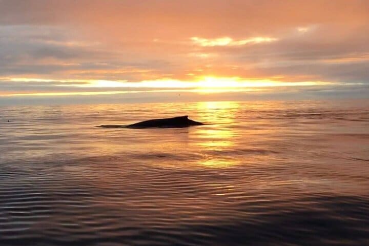 Húsavík: Midnight-Sun Whale Watching