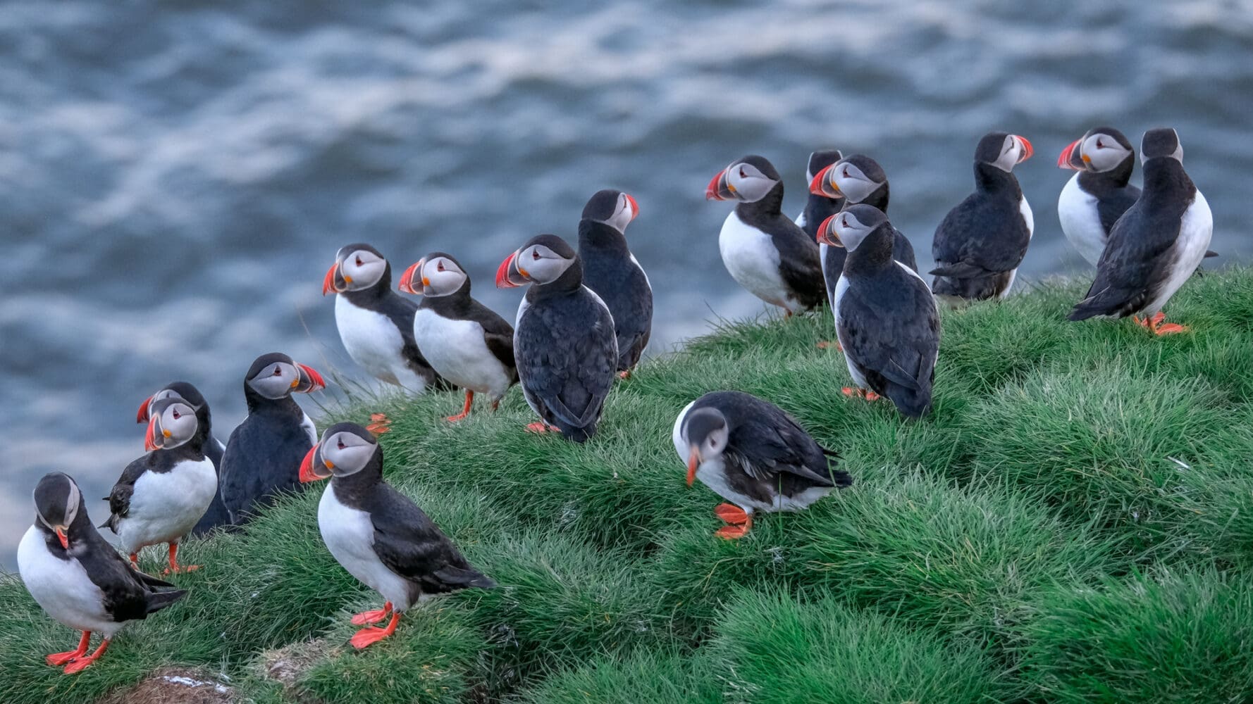 Ingólfshöfði Puffin Tour