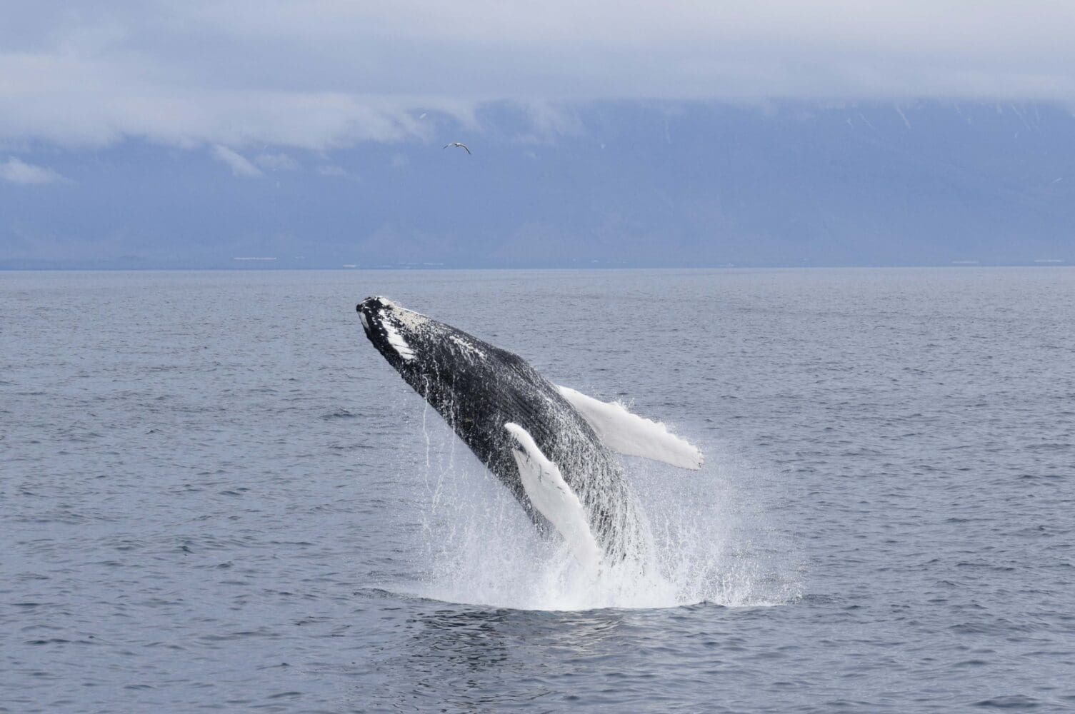 Whale Watching from Reykjavik