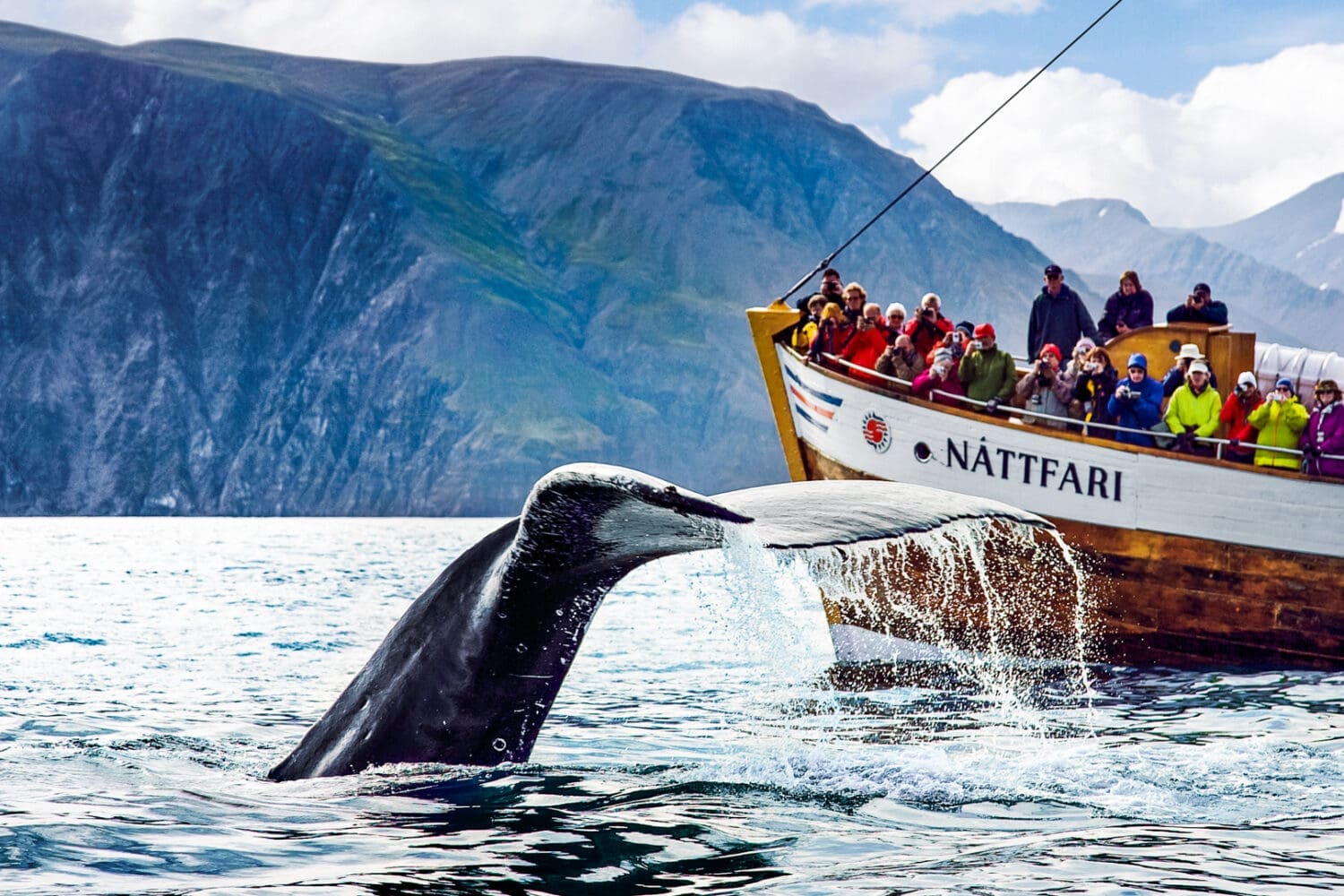 Húsavík Original Whale Watching