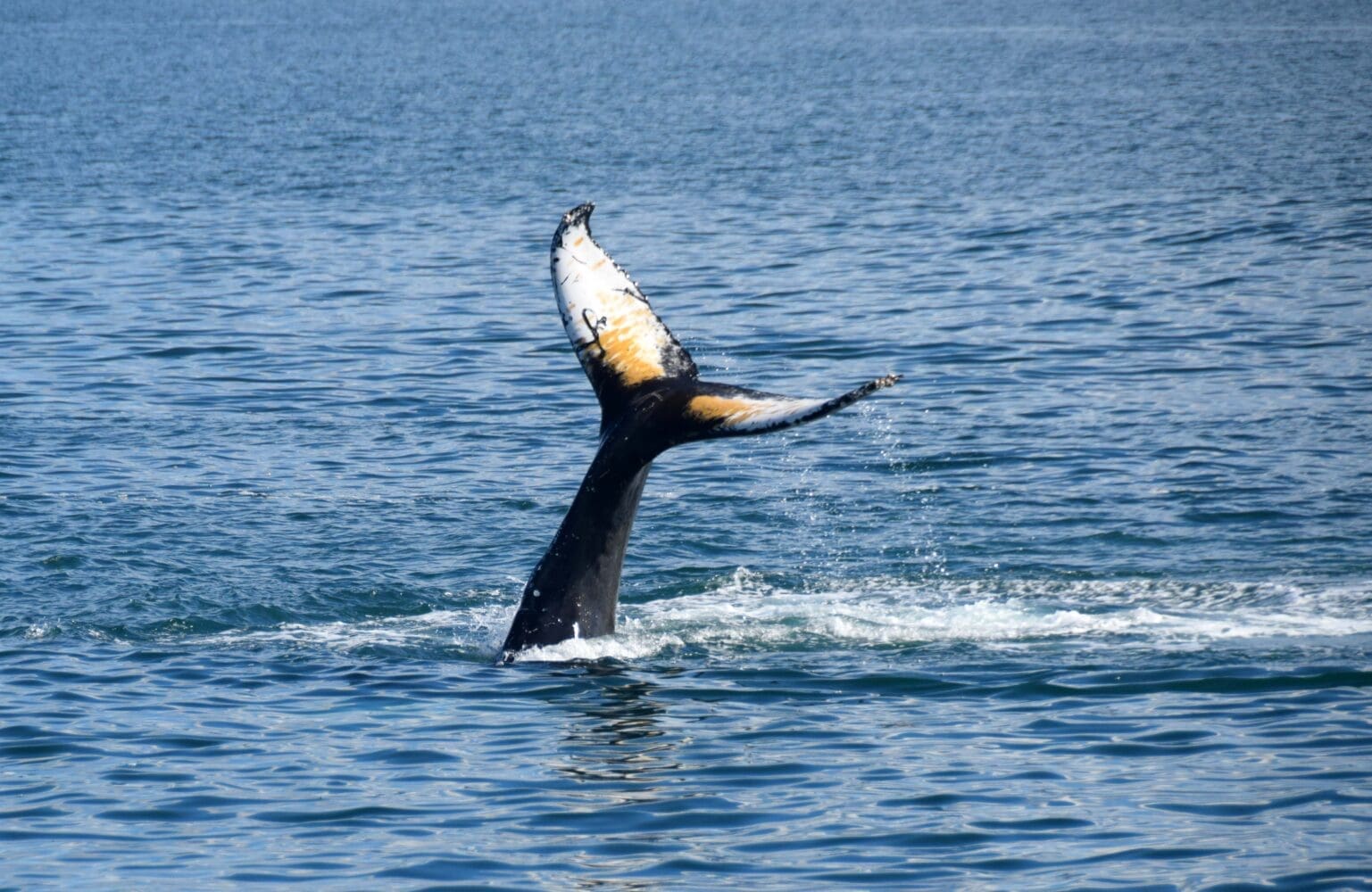 Whales & Horses