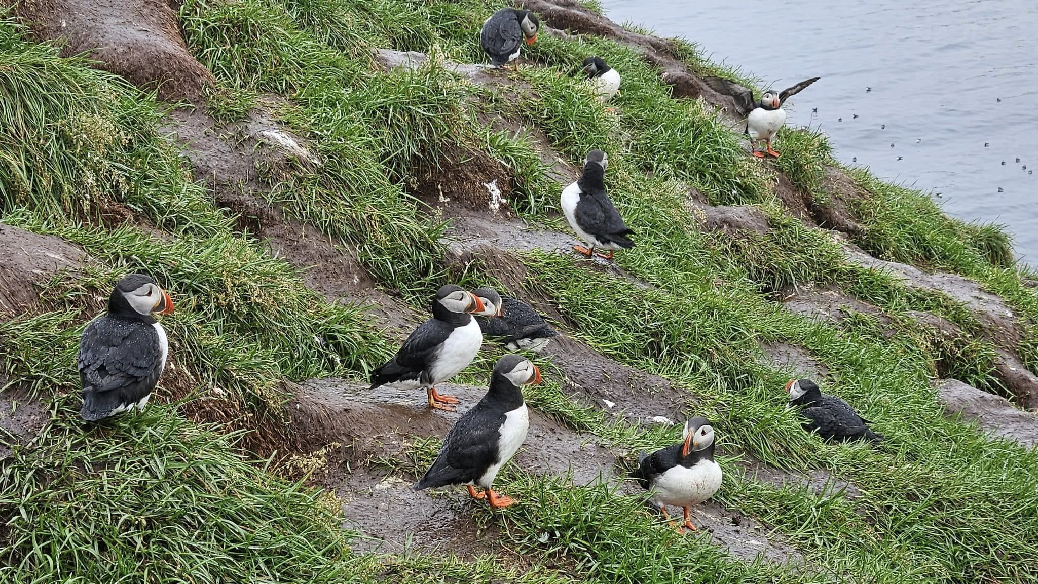 From Reykjavik: Private Vestmannaeyjar Tour