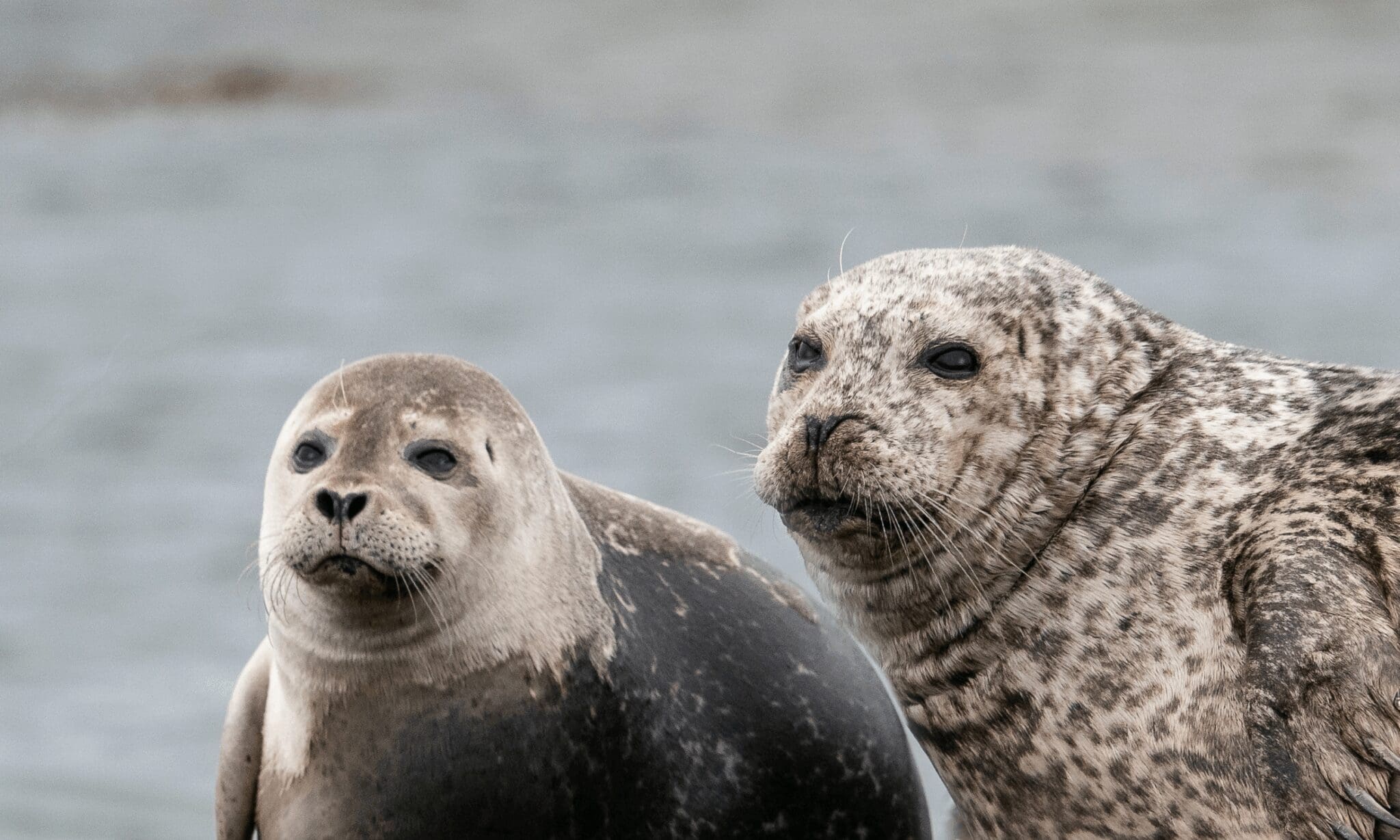 Snæfellsnes Peninsula Prestige Tour: Seal Encounters & Coastal Highlights