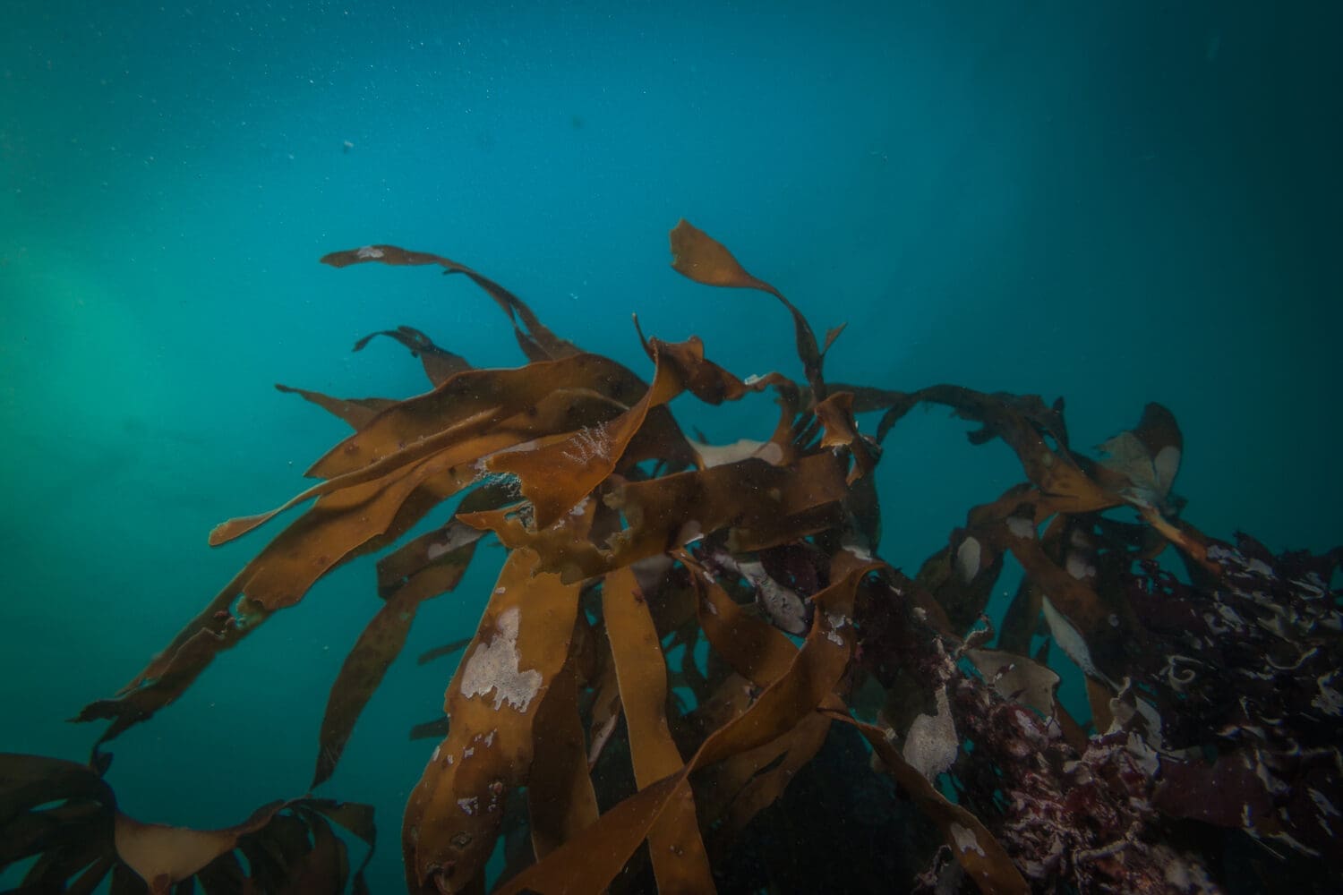 3 Day Reykjavík Dive Tour