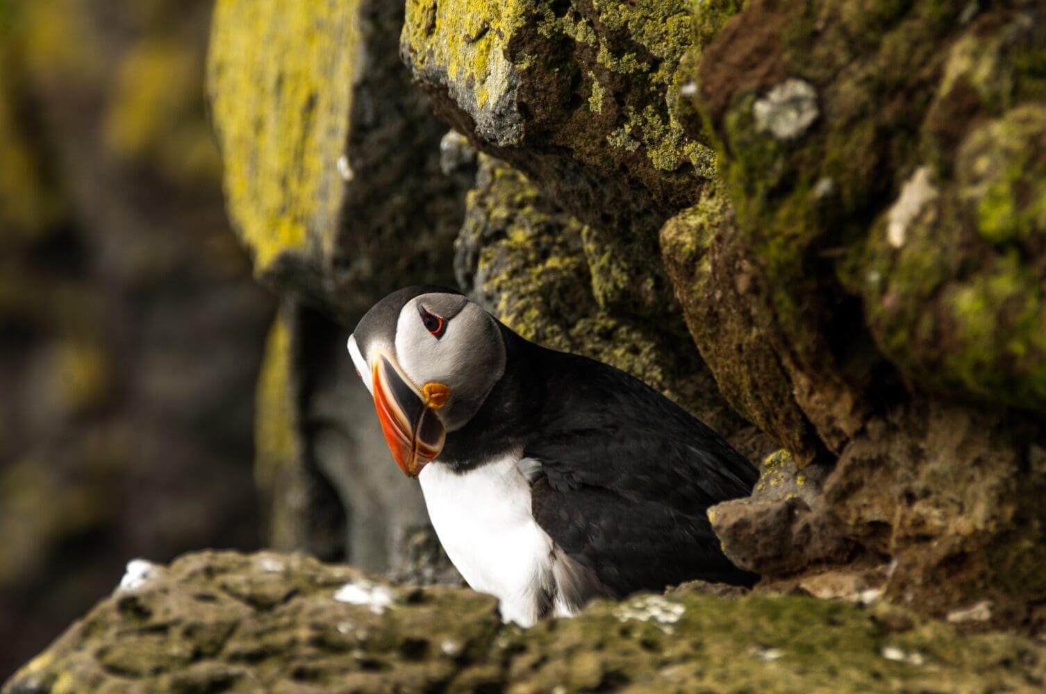 South Coast Discovery – Private Day Trip in Premium SUV