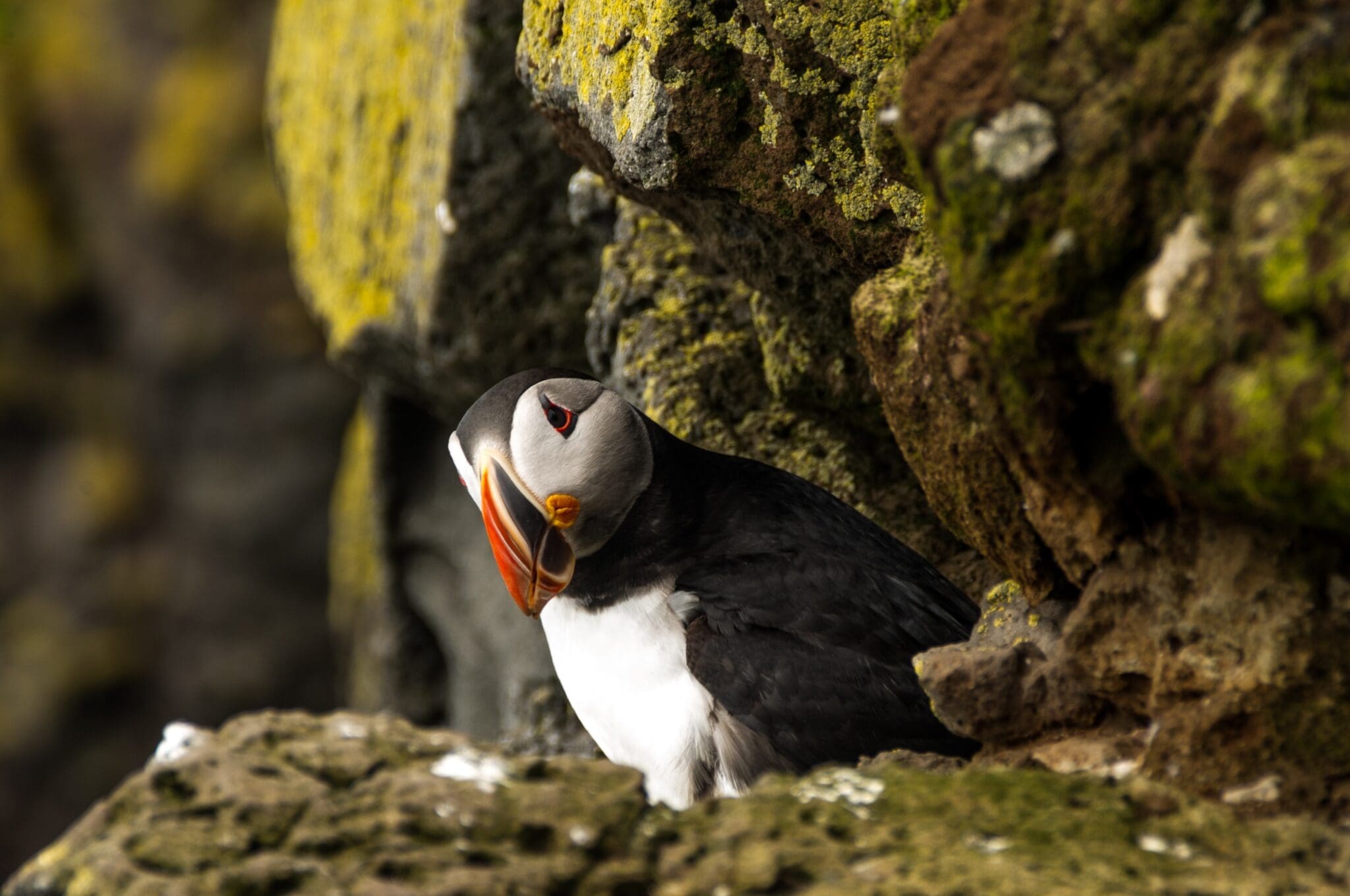 South Coast Discovery – Private Day Trip in Premium SUV