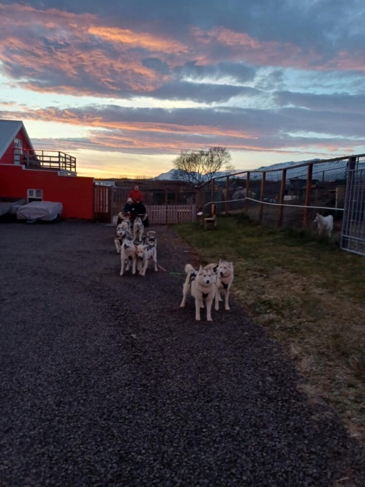 Cart ride in Akureyri