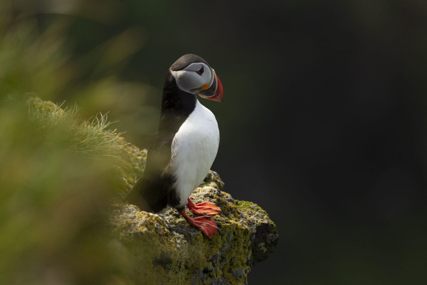 VESTMANNÆYJAR | PRIVATE PHOTO-TOUR